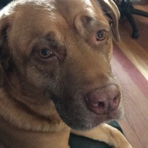 Meet your Posher, Susan